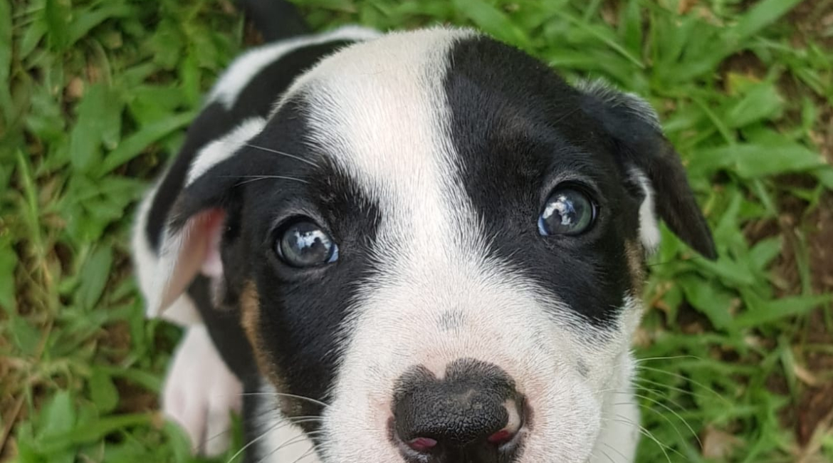 Chiens à adopter